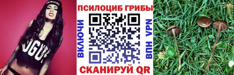 Псилоцибиновые грибы Psilocybe  Домодедово 